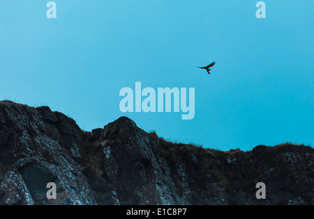 Un Buzard avec un lapin en talons c'est voler au-dessus de la falaise à la tête juste le comté d'Antrim en Irlande du Nord Banque D'Images
