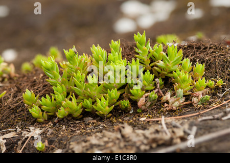 Mossy stonecrop Sedum acre () croissant dans un cluster. Banque D'Images