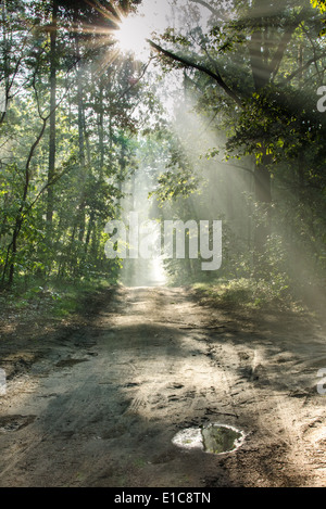 Matin de printemps chemin forestier avec rayons de Banque D'Images