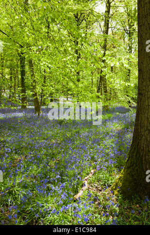 Jacinthes dans la forêt de Dean à Bradley Hill, Gloucestershire UK Banque D'Images