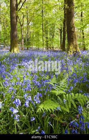 Jacinthes dans la forêt de Dean à Bradley Hill, Gloucestershire UK Banque D'Images