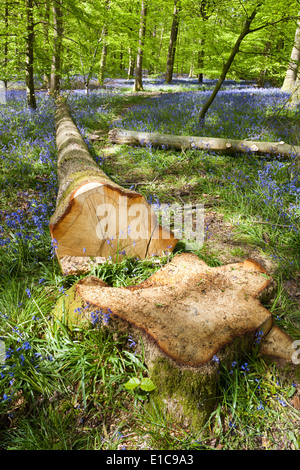 Un arbre abattu entre les jacinthes dans la forêt de Dean à Bradley Hill, Gloucestershire UK Banque D'Images