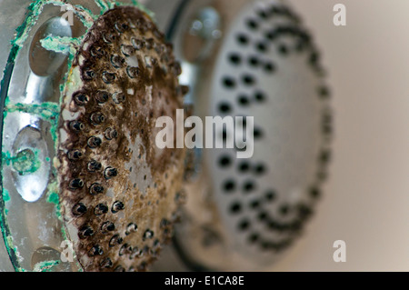 Tartre sur la tête de douche Banque D'Images