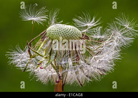 Le pissenlit officinal (Taraxacum officinale) close up of seed head montrant cypselae avec pappi Banque D'Images