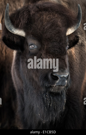 3/4 portrait de bison américain frontal Banque D'Images