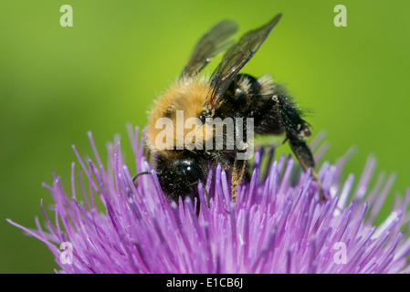 Macro bourdon sur Chardon pourpre Banque D'Images