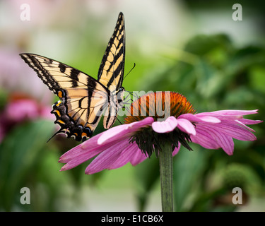 Eastern Tiger Swallowtail sur l'échinacée Banque D'Images