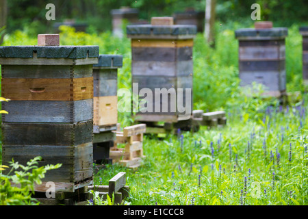 Ruches dans une clairière des bois, au Royaume-Uni. Les abeilles domestiques de logement (Apis mellifera). Banque D'Images