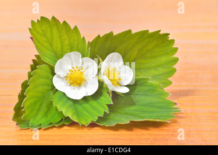 Close up fraise deux fleurs et feuilles contre fond de bois. Banque D'Images