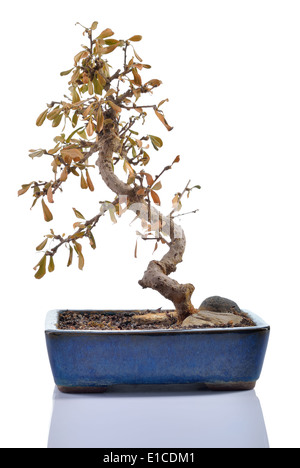 Plante morte - Carmona retusa - avec des feuilles sèches dans un pot bonsai isolé sur fond blanc. Banque D'Images