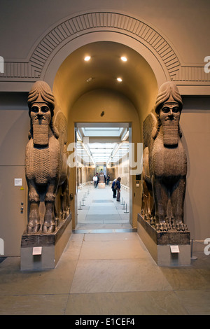 Les droits de l'ailé assyrien bull dirigée à partir de Nimrud North West Palace, British Museum, Londres, Royaume-Uni. Banque D'Images