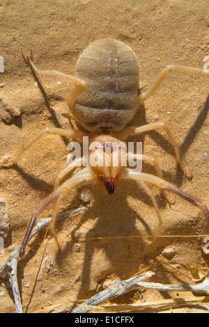 Grant's Camel Spider, ou sun spider, ou le vent, ou Scorpion solifuge (Galeodes granti) dans désert du Néguev, en Israël. Banque D'Images