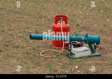 Bird Scarer. Pistolet à gaz ; l'horloge temps batterie exploité dispositif utilisé pour aider à réduire les déprédations par les espèces d'oiseaux sur les cultures. Banque D'Images