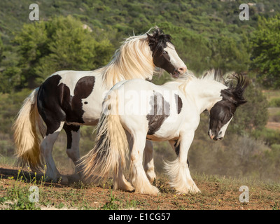 Gypsy Vanner colt cheval pouliche et jouer Banque D'Images