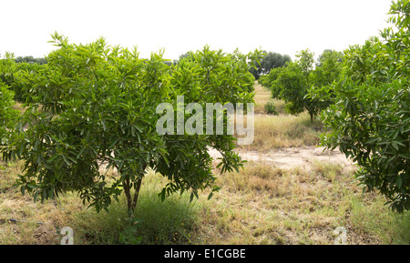 Les arbres d'une plantation d'Orange en lignes tous sans fruits Banque D'Images