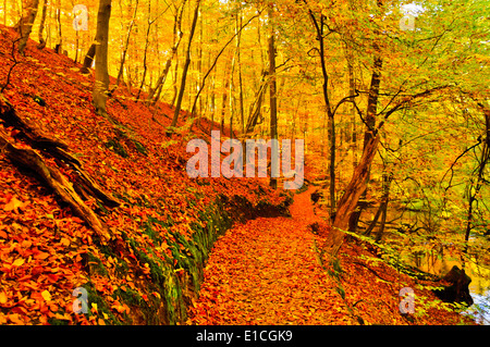 Vacances et voyage parc naturel hêtre chêne tilleul aulne à feuilles caduques Banque D'Images