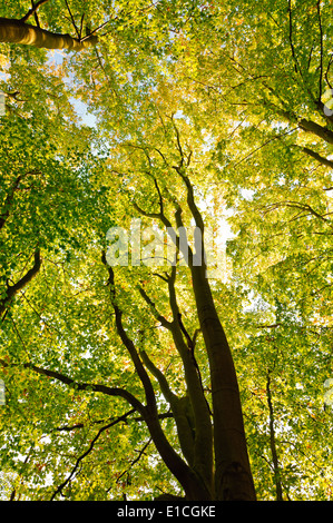 Illuminée par le soleil dans les arbres verts et jaunes brillants de voyage et Réserve naturelle - Forêt au printemps Banque D'Images