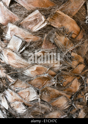 Close up detail de boîte date palm tree trunk Banque D'Images