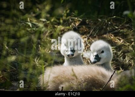 Edige-Eller, Allemagne. 30 mai, 2014. Les jeunes cygnes regarder en dehors de leur nid à la banque de Moselle, près de Edige-Eller, Allemagne, 30 mai 2014. Leurs parents sont à proximité. Photo : Frank Rumpenhorst/dpa/Alamy Live News Banque D'Images