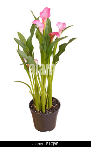 Calla Lily rose en pot isolated on white Banque D'Images