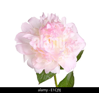 Fleur de pivoine rose et blanc, tige et feuille isolée Banque D'Images