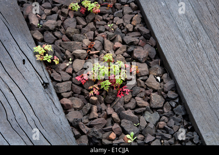 Herb Robert (Geranium robertianum) plantes sur ballast de chemin de fer, dans le Warwickshire, Royaume-Uni Banque D'Images