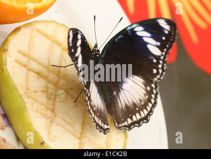 La femelle grand papillon commun gold music (Hypolimnas bolina) se nourrissant de fruits, ailes ouvertes Banque D'Images