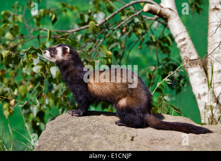 Le Putois d'Europe (Mustela putorius), Royaume-Uni Banque D'Images