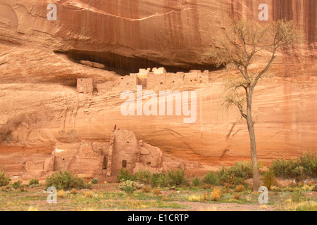 Ruines de la maison blanche dans la région de Canyon de Chelly National Monument Banque D'Images