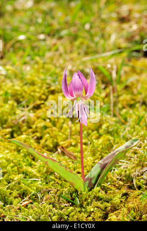 La Dent de chien européenne violet (Erythronium dens-canis) Banque D'Images