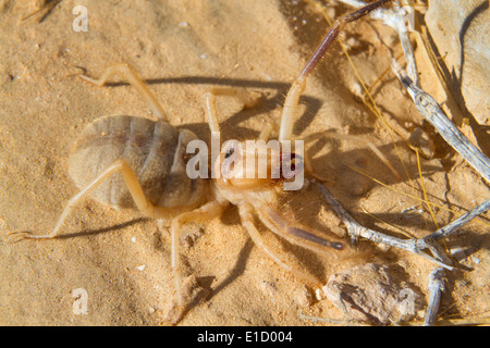 Grant's Camel Spider, ou sun spider, ou le vent, ou Scorpion solifuge (Galeodes granti) dans désert du Néguev, en Israël. Banque D'Images