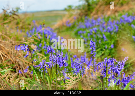 Bluebells (Hyacinthoides) floraison le long de la côte au printemps à West Wittering, près de Chichester, West Sussex, England, UK Banque D'Images