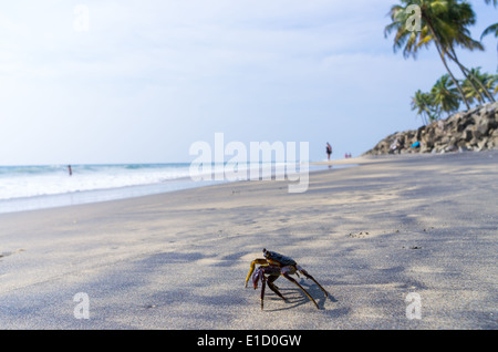 Les Indiens, des plages incroyables, Varkala plage noire. L'État du Kerala, en Inde. Banque D'Images