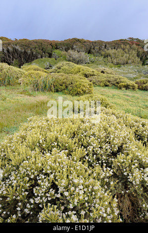Les buissons et la forêt sur l'île Enderby sub-antarctiques. Banque D'Images