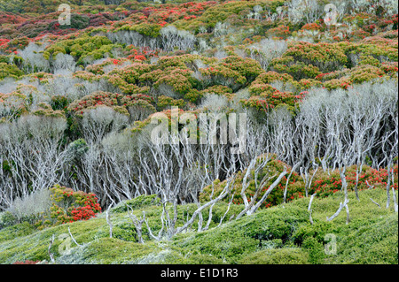 Vue d'une forêt sub-antarctiques, qui fleurit en été. Banque D'Images