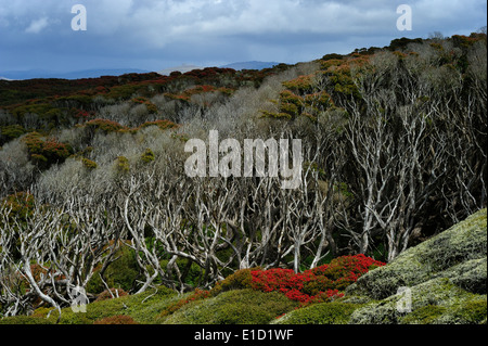 Vue d'une forêt sub-antarctiques, qui fleurit en été. Banque D'Images