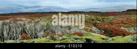 Vue panoramique d'Enderby Island avec la floraison le Rata du sud couvert forestier (Metrodsideros umbellata). Banque D'Images
