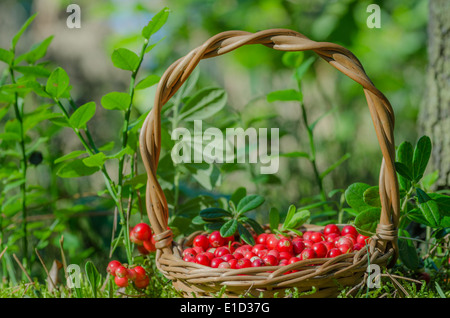 Fruits de la forêt (airelles rouges mouillees) dans panier Banque D'Images
