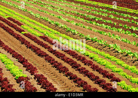 Lignes de produits frais jeunes laitues vert et rouge Banque D'Images