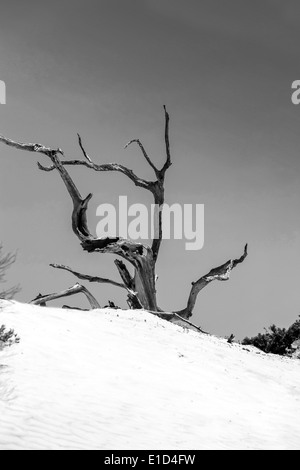 Arbres morts couverts par les dunes de sable de Cumberland Island GA Banque D'Images