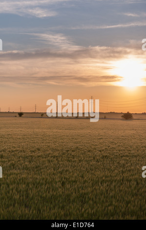 Prairie Sunrise avec champ de blé en premier plan et de lignes de transport d'électricité sur la ligne d'horizon Banque D'Images