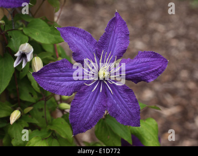 Clematis 'Rhapsody' close up of flower Banque D'Images