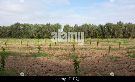 Récemment plantés d'orangers en rangées dans un champ avec des arbres d'orange à l'arrière-plan Banque D'Images