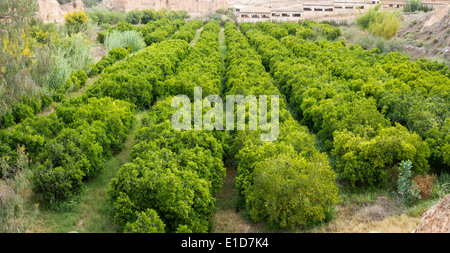 Les arbres d'une plantation d'Orange en lignes tous sans fruits Banque D'Images