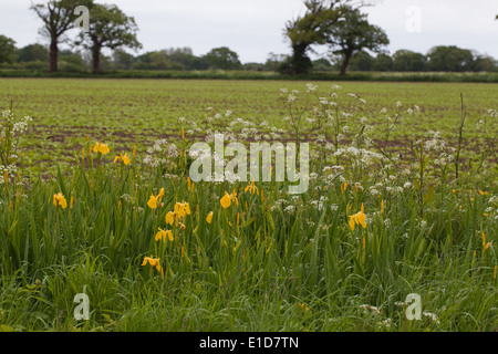 Iris jaune ou drapeau jaune (Iris) pseudacornis, et cow parsley (Anthriscus sylvestris) croissant dans les fossés. Mai. Printemps Banque D'Images