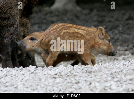 Close-up of two playful sanglier (Sus scrofa) porcelets Banque D'Images
