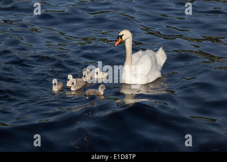 Les cygnes et cygnets né récemment éclos. Banque D'Images