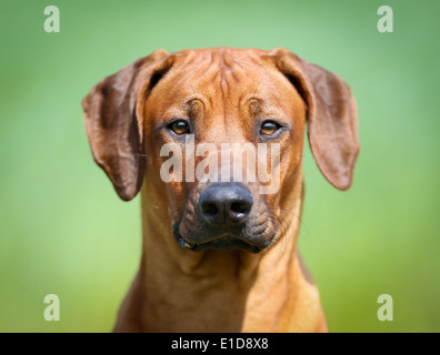 Chien de race pure à l'extérieur sur une journée ensoleillée. Banque D'Images