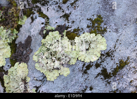 Lichen pousse sur un rocher sur la société dans le Parc National Tierra del Fuego. Ushuaia, Tierra del Fuego, Argentine. Banque D'Images