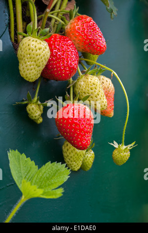 Close up d'un tas de fraises, quelques mûres, d'autres encore vertes. Banque D'Images